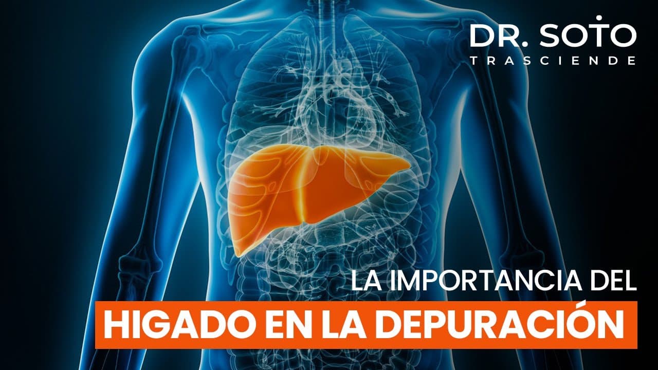 La clave del detox: el hígado y la energía vital