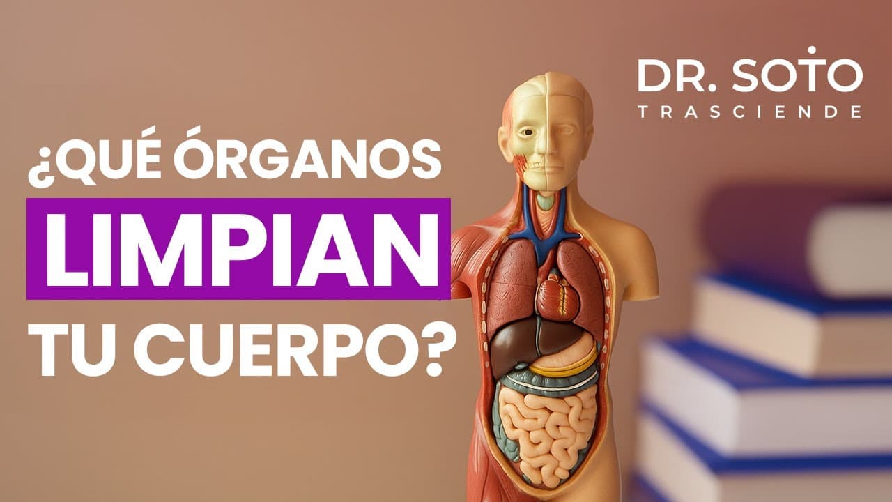 Qué órganos limpian tu cuerpo